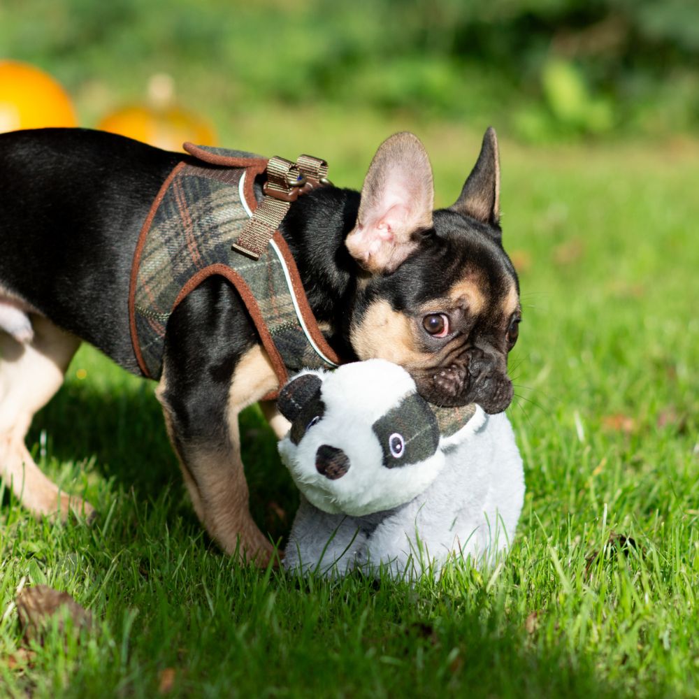 Ancol 43cm Heritage Badger