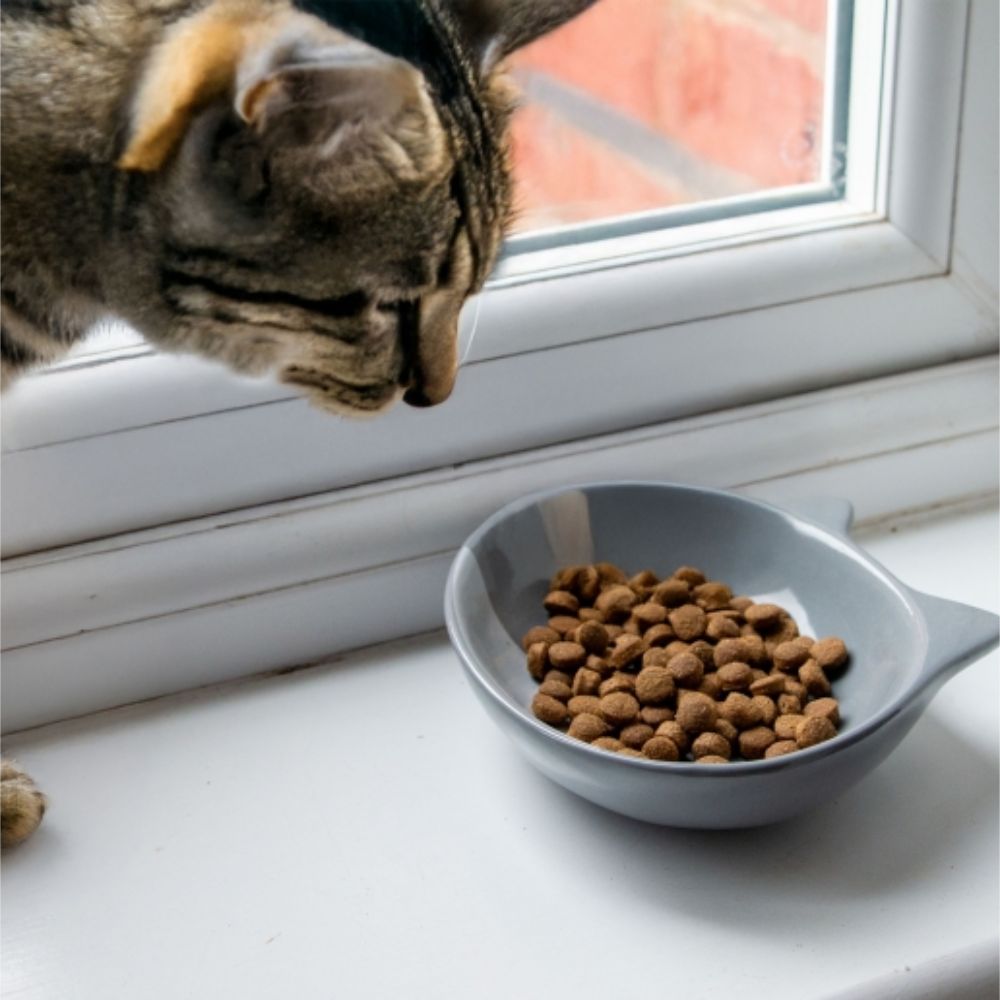 Ancol Ceramic Oval Cat Dish (Choice of 3)