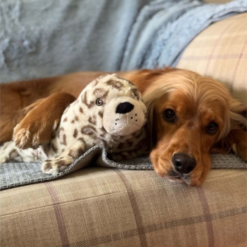 Ancol Orva Seal Ball Belly Dog Toy