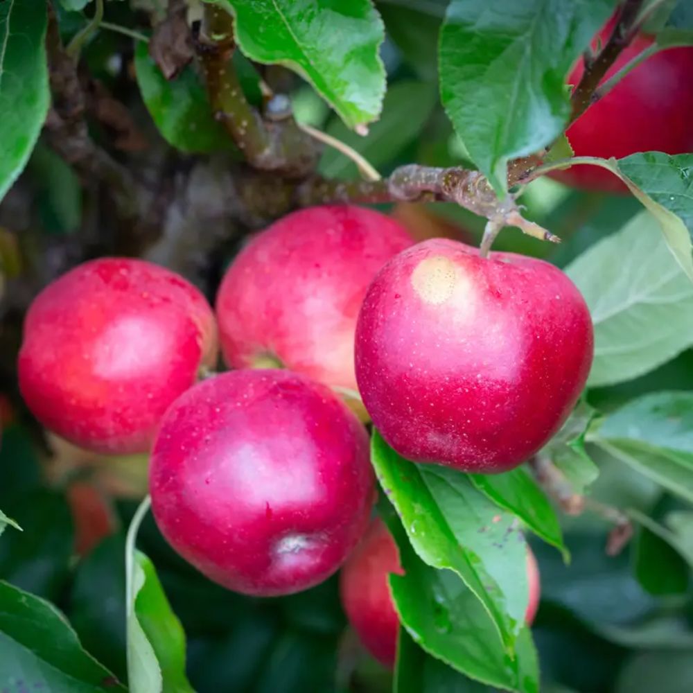 Frank P Matthews Apple 'Scrumptious' M26 Rootstock Fruit Tree - 12Ltr Pot
