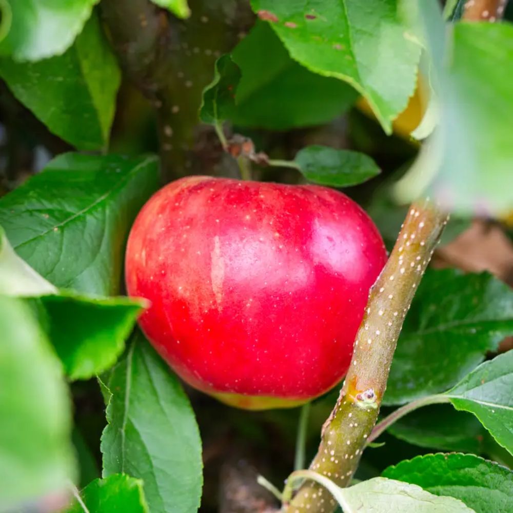 Frank P Matthews Apple 'Scrumptious' M26 Rootstock Fruit Tree - 12Ltr Pot