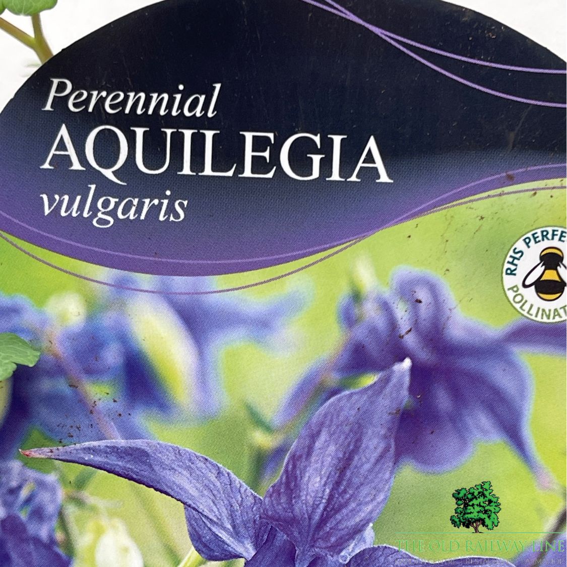 Aquilegia Vulgaris Plant - 1Ltr Pot
