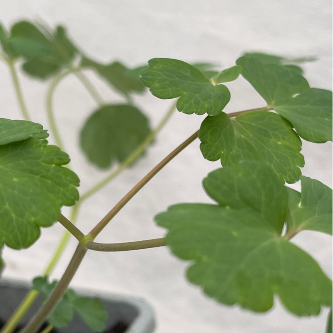 Aquilegia Vulgaris Plant - 1Ltr Pot
