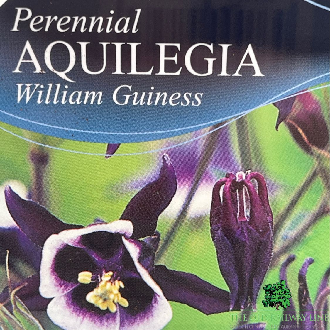 Aquilegia Vulgaris William Guiness Plant - 1Ltr Pot