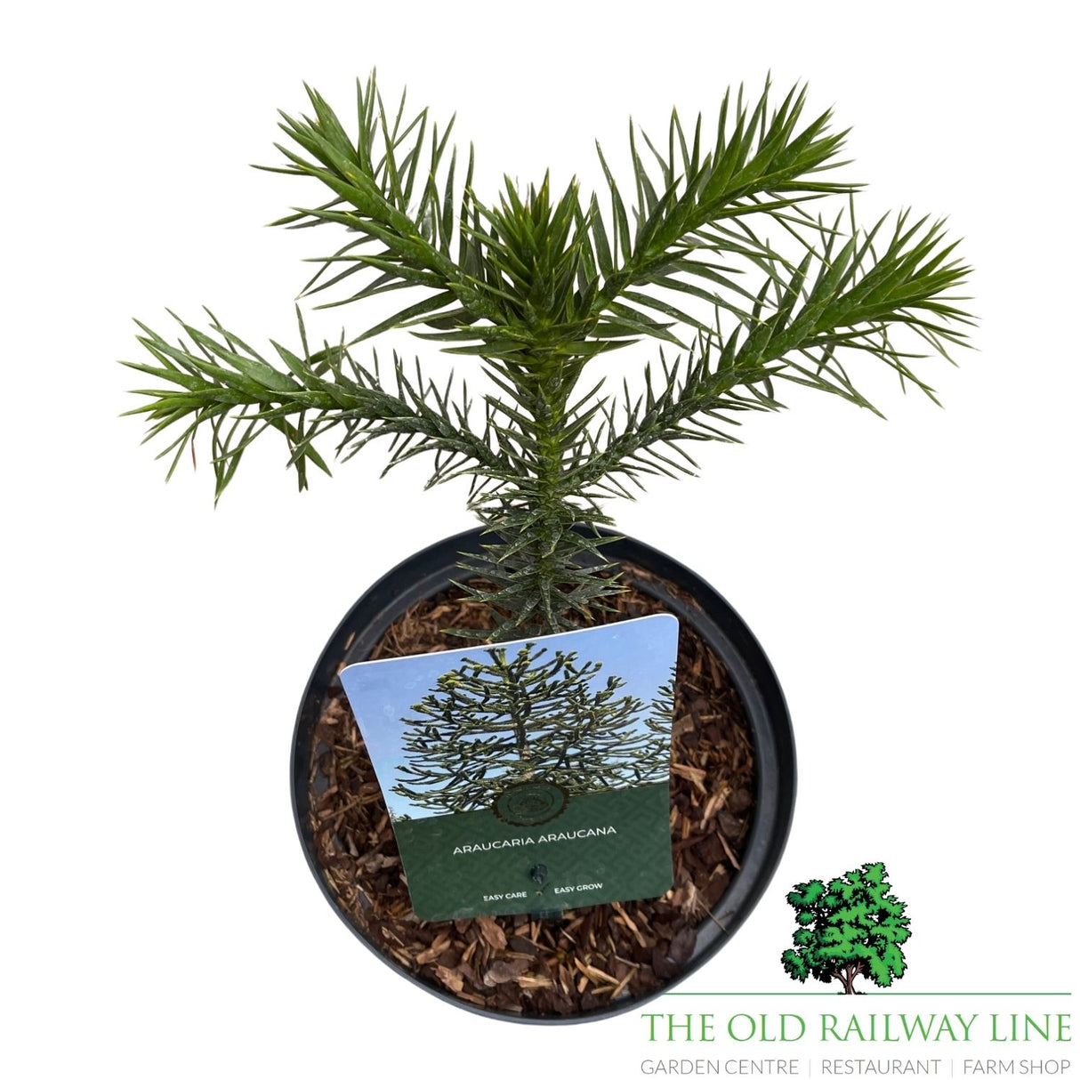 Araucaria araucana (Monkey Puzzle) Plant - 3Ltr Pot