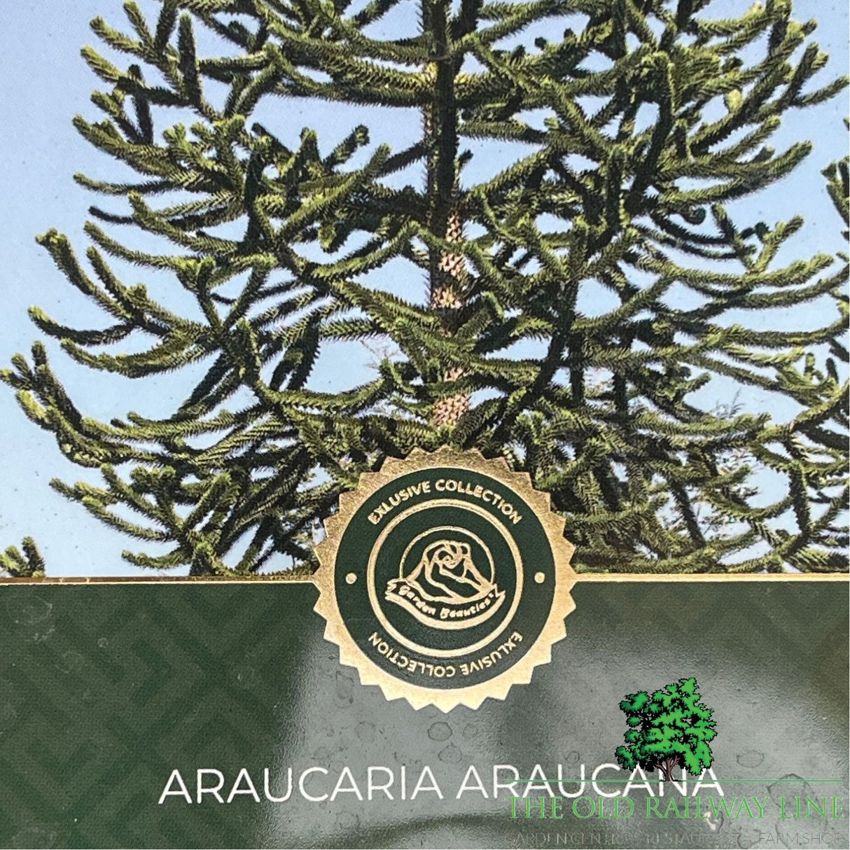 Araucaria araucana (Monkey Puzzle) Plant - 5Ltr Pot
