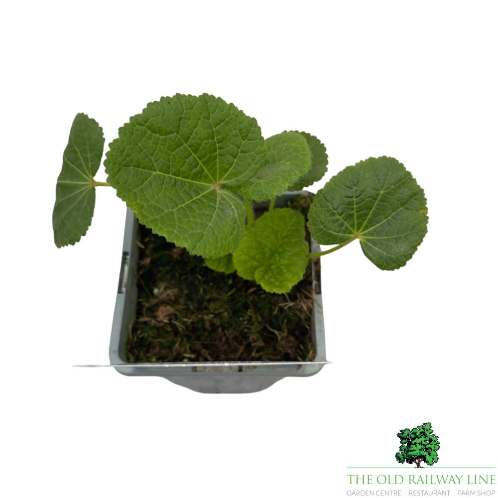 Hollyhock Chater's Yellow Plant - 1Ltr Pot