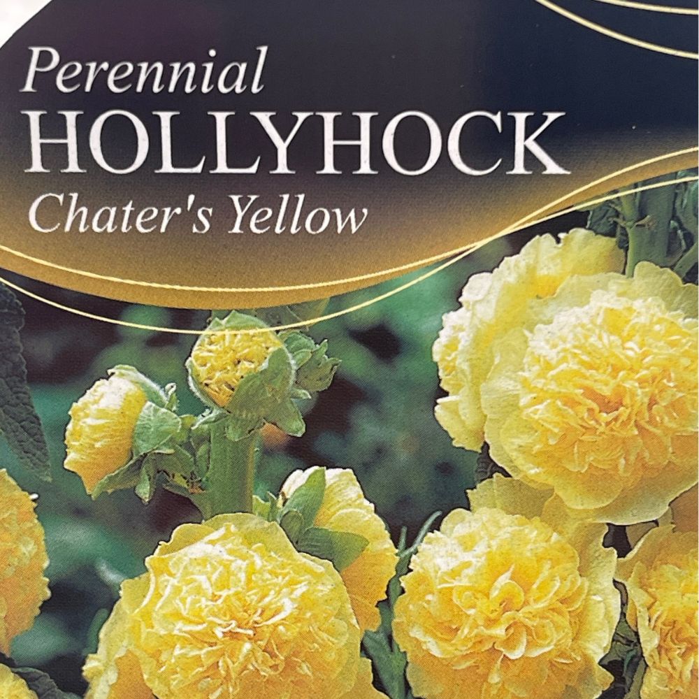 Hollyhock Chater's Yellow Plant - 1Ltr Pot