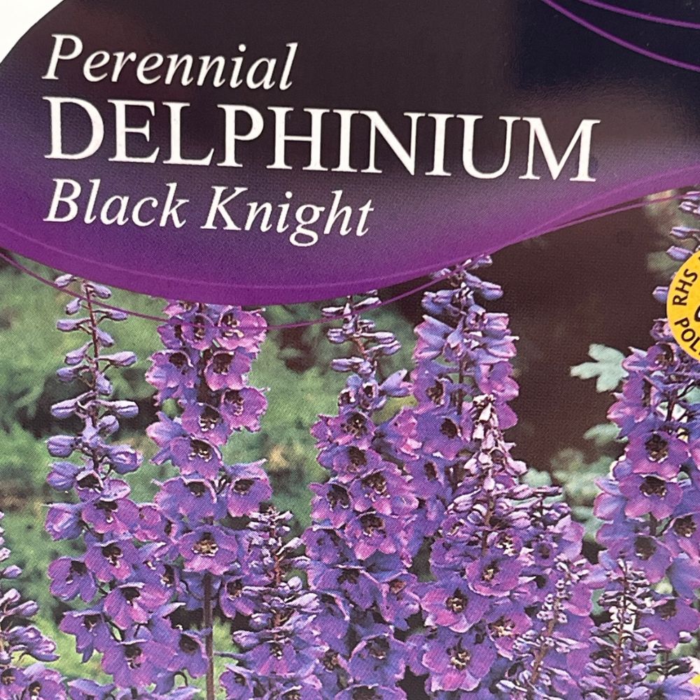 Delphinium 'Black Knight' - 1Ltr Pot