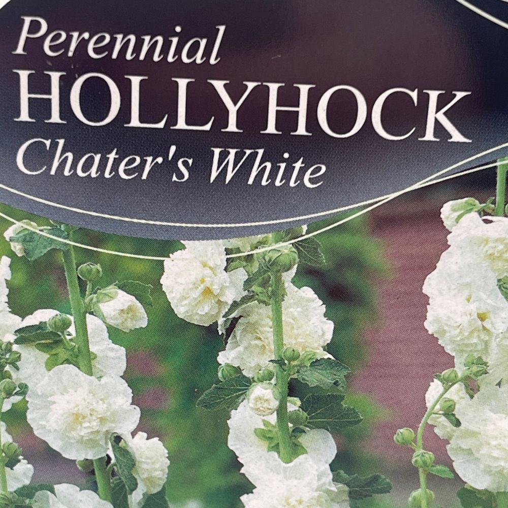 Hollyhock Chater's White Plant - 1Ltr Pot