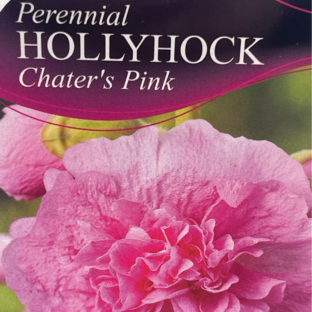 Hollyhock Chater's Pink Plant - 1Ltr Pot