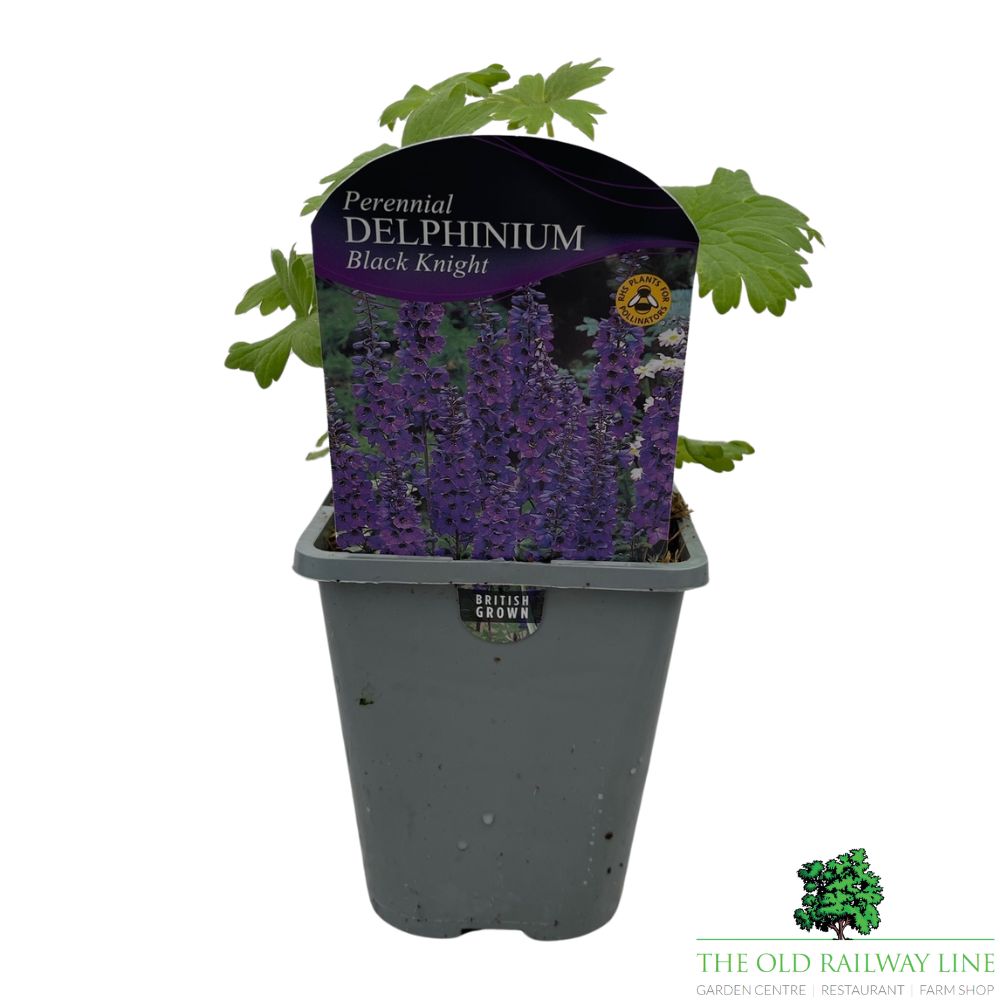 Delphinium 'Black Knight' - 1Ltr Pot