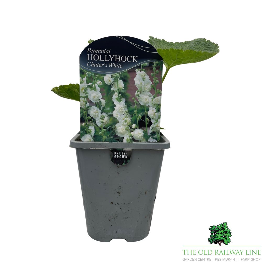 Hollyhock Chater's White Plant - 1Ltr Pot