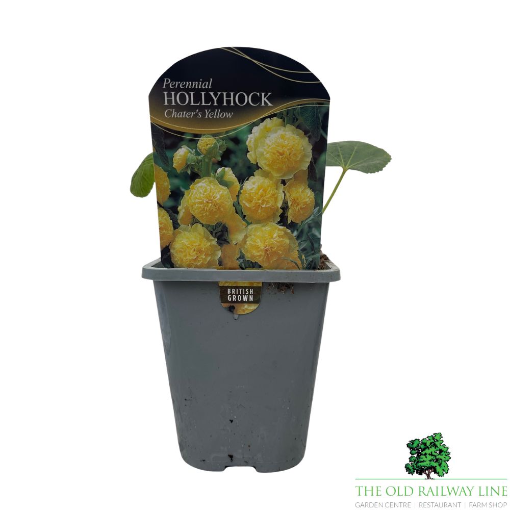 Hollyhock Chater's Yellow Plant - 1Ltr Pot
