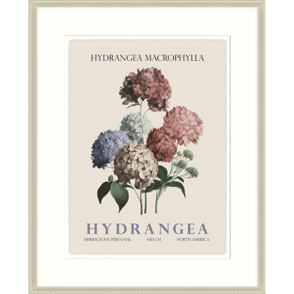 Artko 42cm Hydrangea Framed Print By Christopher Glampleto