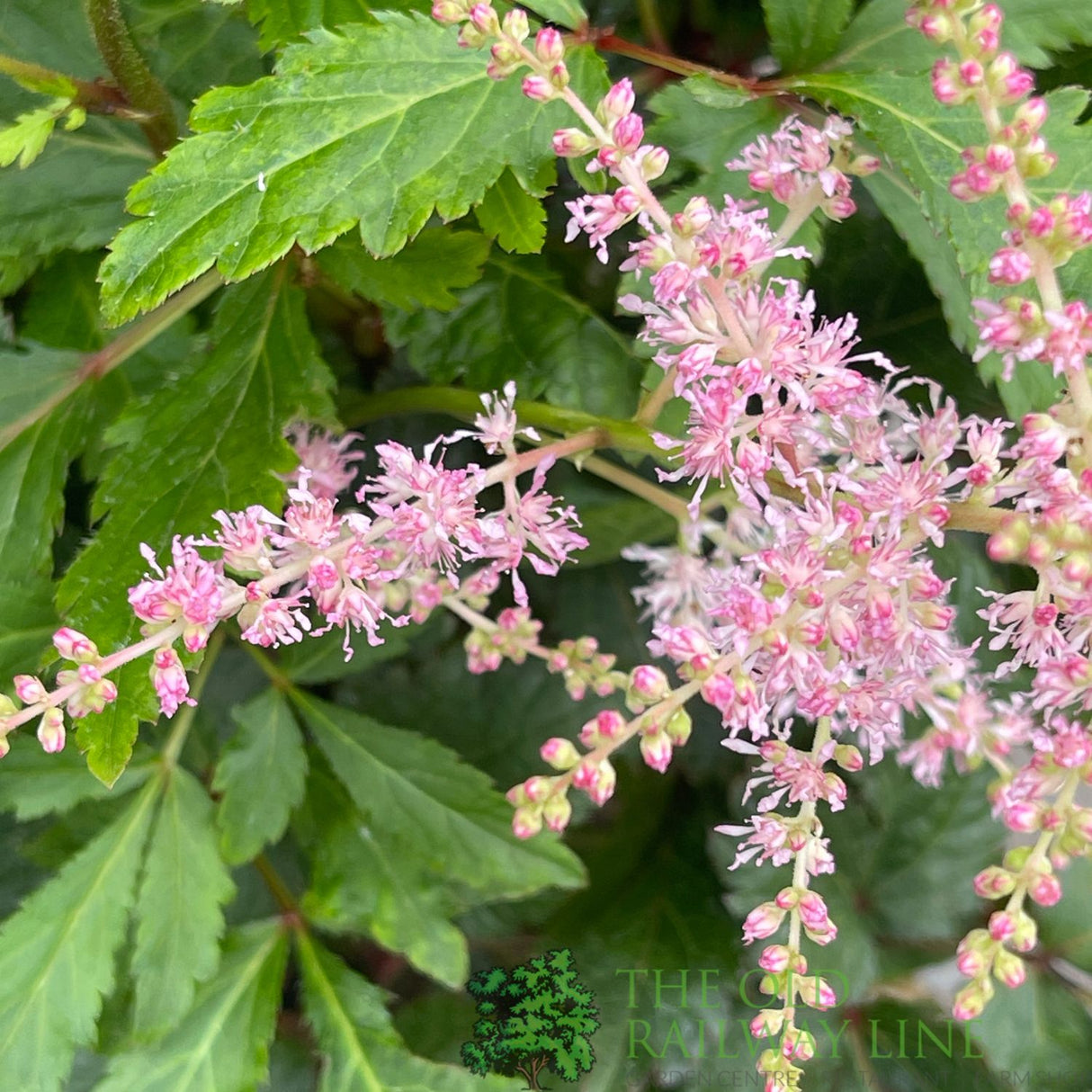 Astilbe 'Freya' Plant - 3Ltr Pot