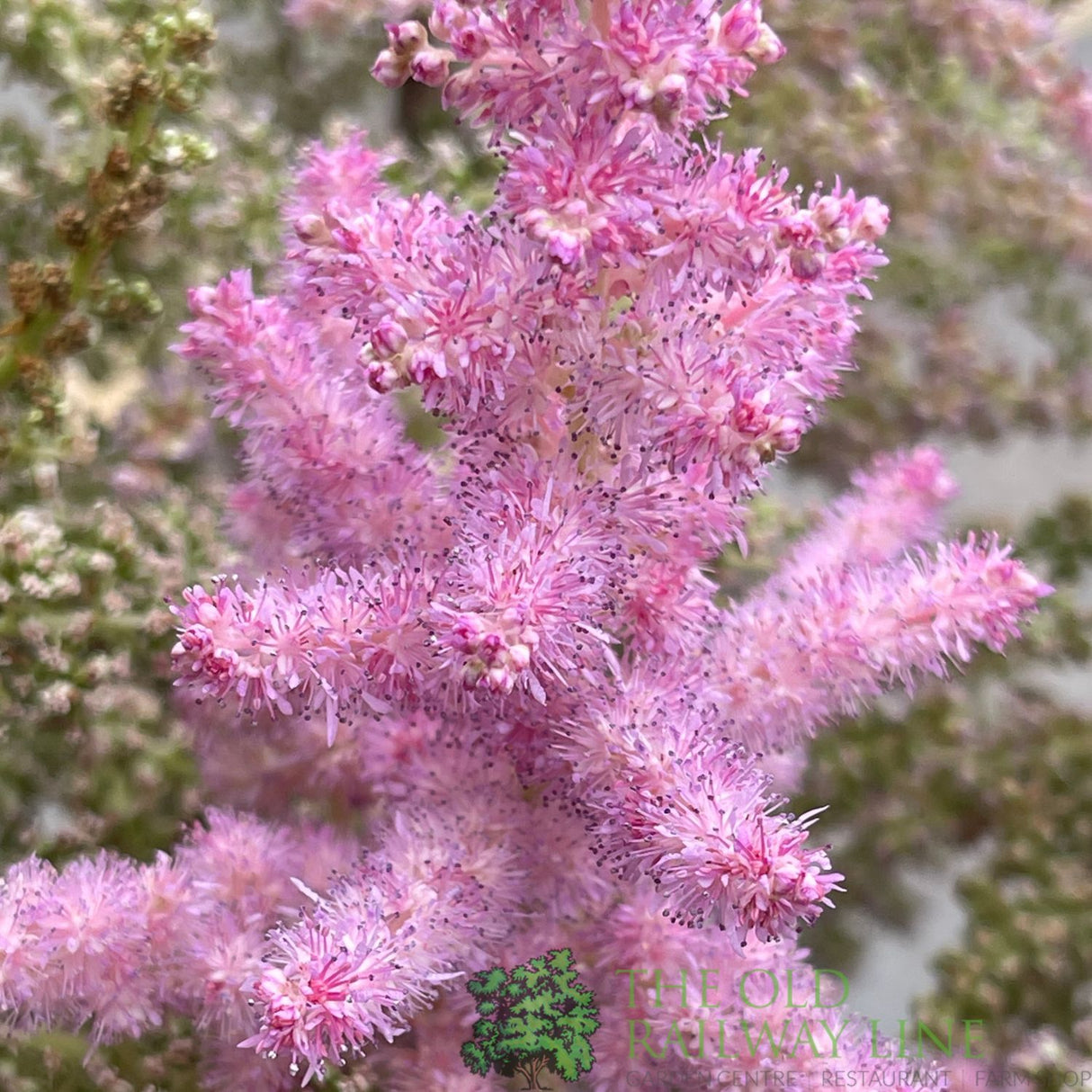 Astilbe 'Heart & Soul' Plant - 5Ltr Pot