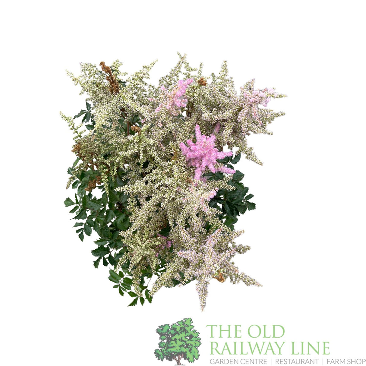 Astilbe 'Heart & Soul' Plant - 5Ltr Pot