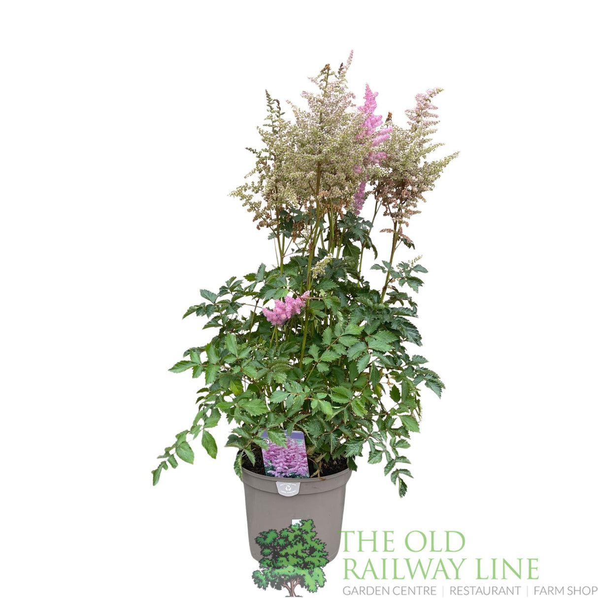 Astilbe 'Heart & Soul' Plant - 5Ltr Pot