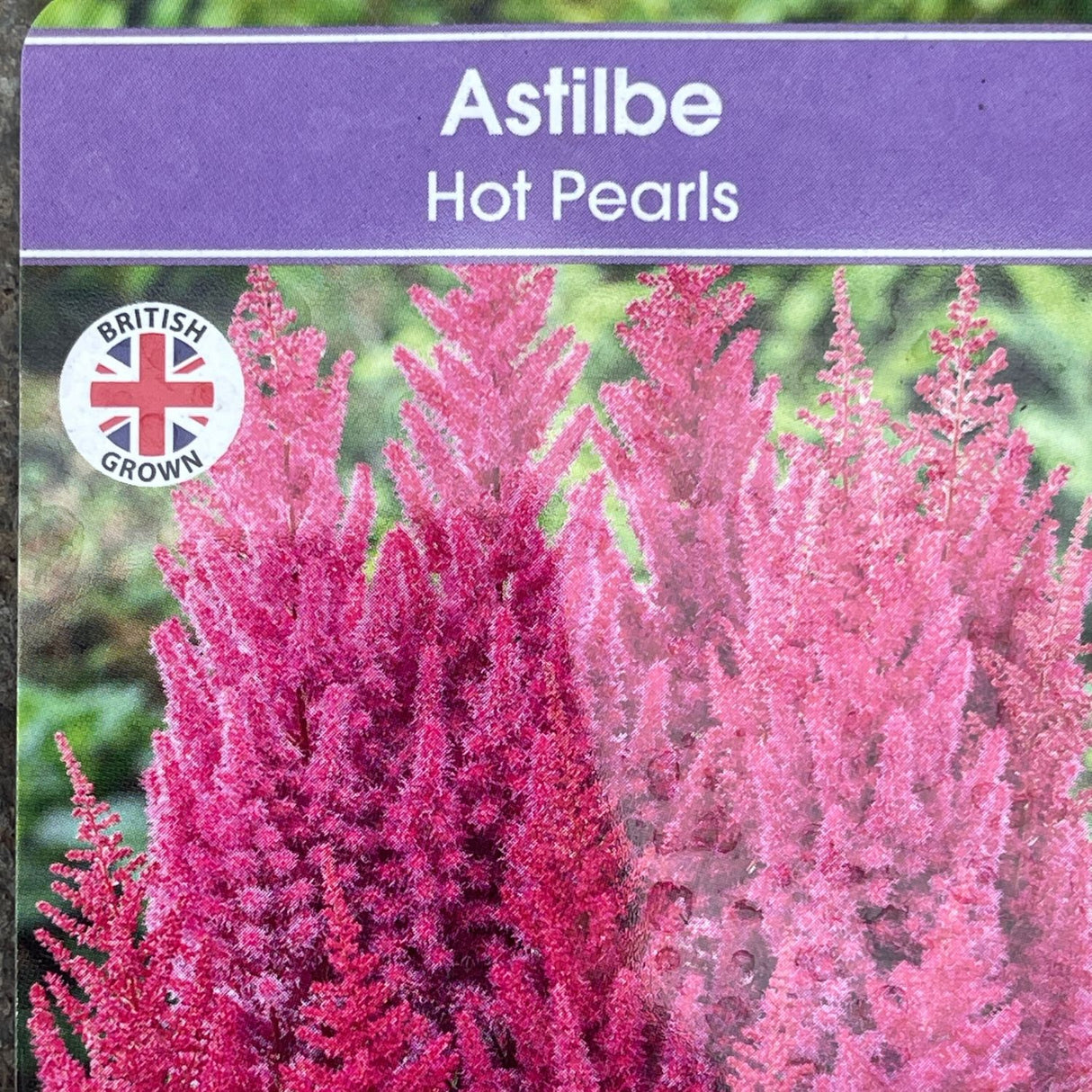 Astilbe chinensis 'Hot Pearls' Plant - 3Ltr Pot