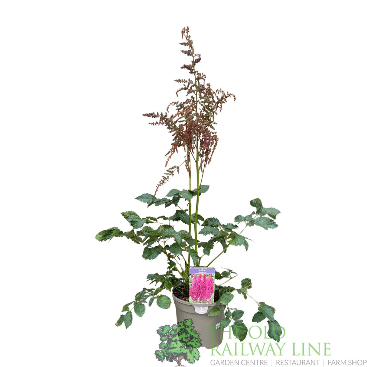 Astilbe chinensis 'Hot Pearls' Plant - 3Ltr Pot