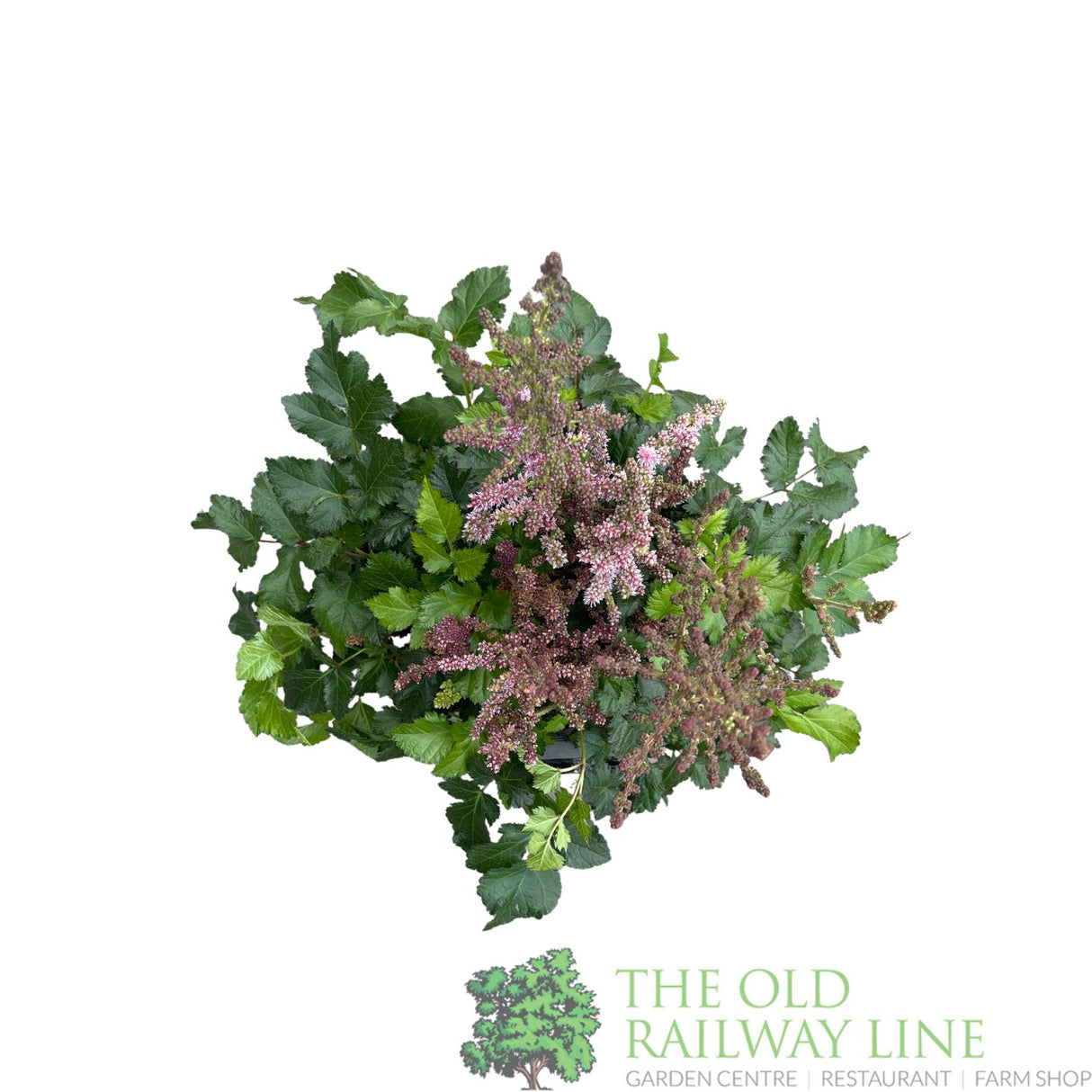 Astilbe 'Purple Rain' Plant - 3Ltr Pot