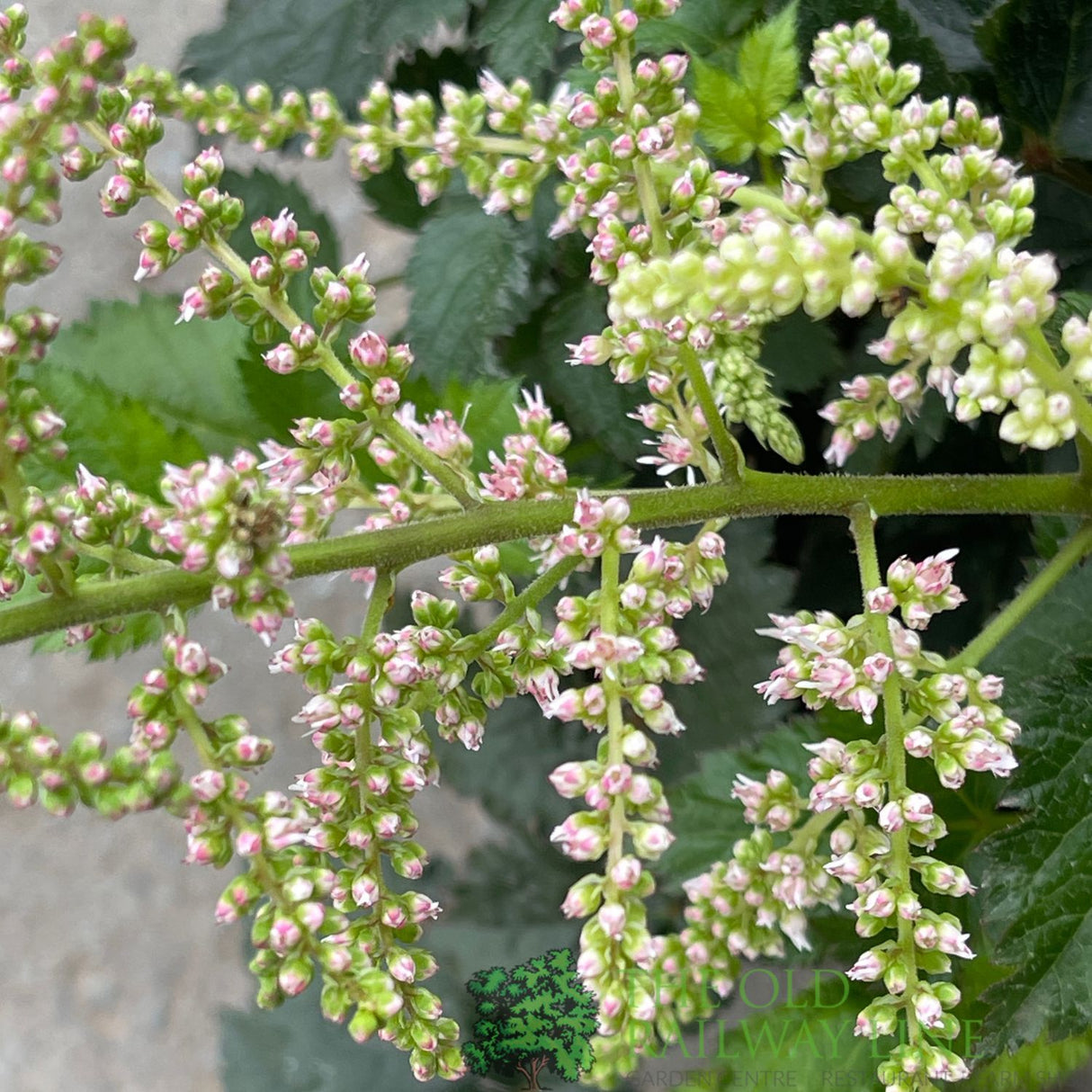 Astilbe 'Razzle Dazzle' Plant - 3Ltr Pot