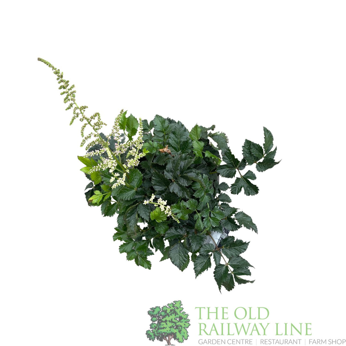 Astilbe 'Razzle Dazzle' Plant - 3Ltr Pot