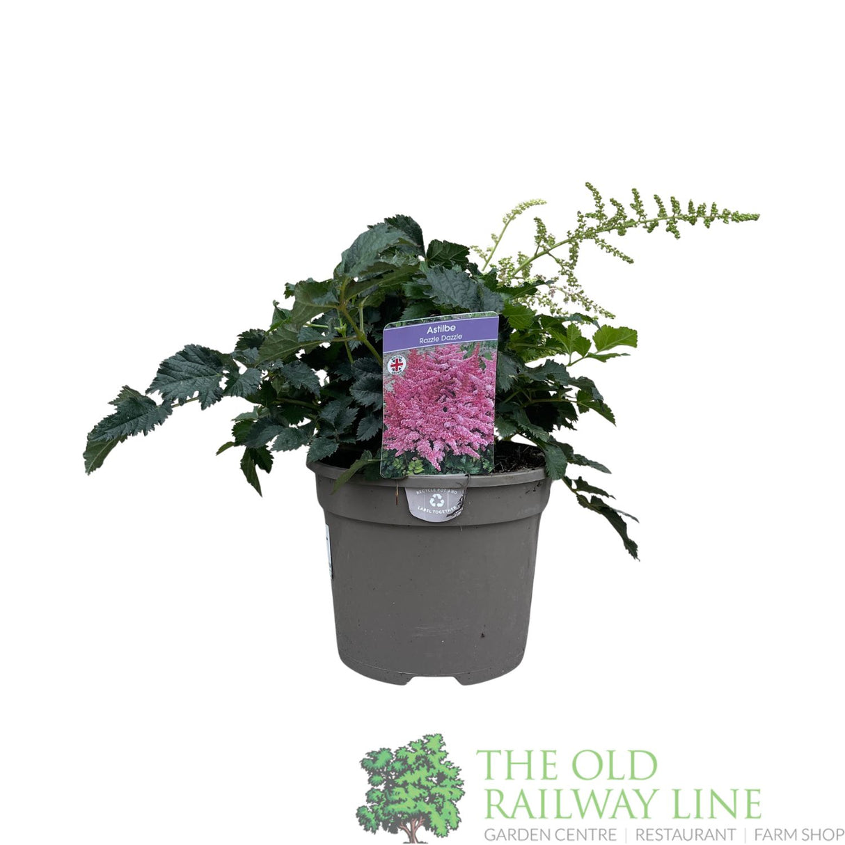 Astilbe 'Razzle Dazzle' Plant - 3Ltr Pot