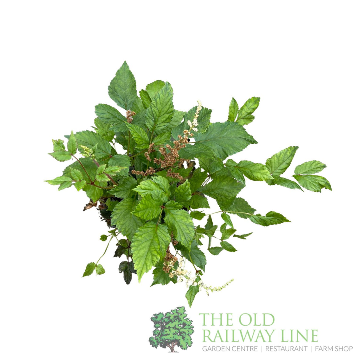 Astilbe 'Spotlight' Plant - 3Ltr Pot