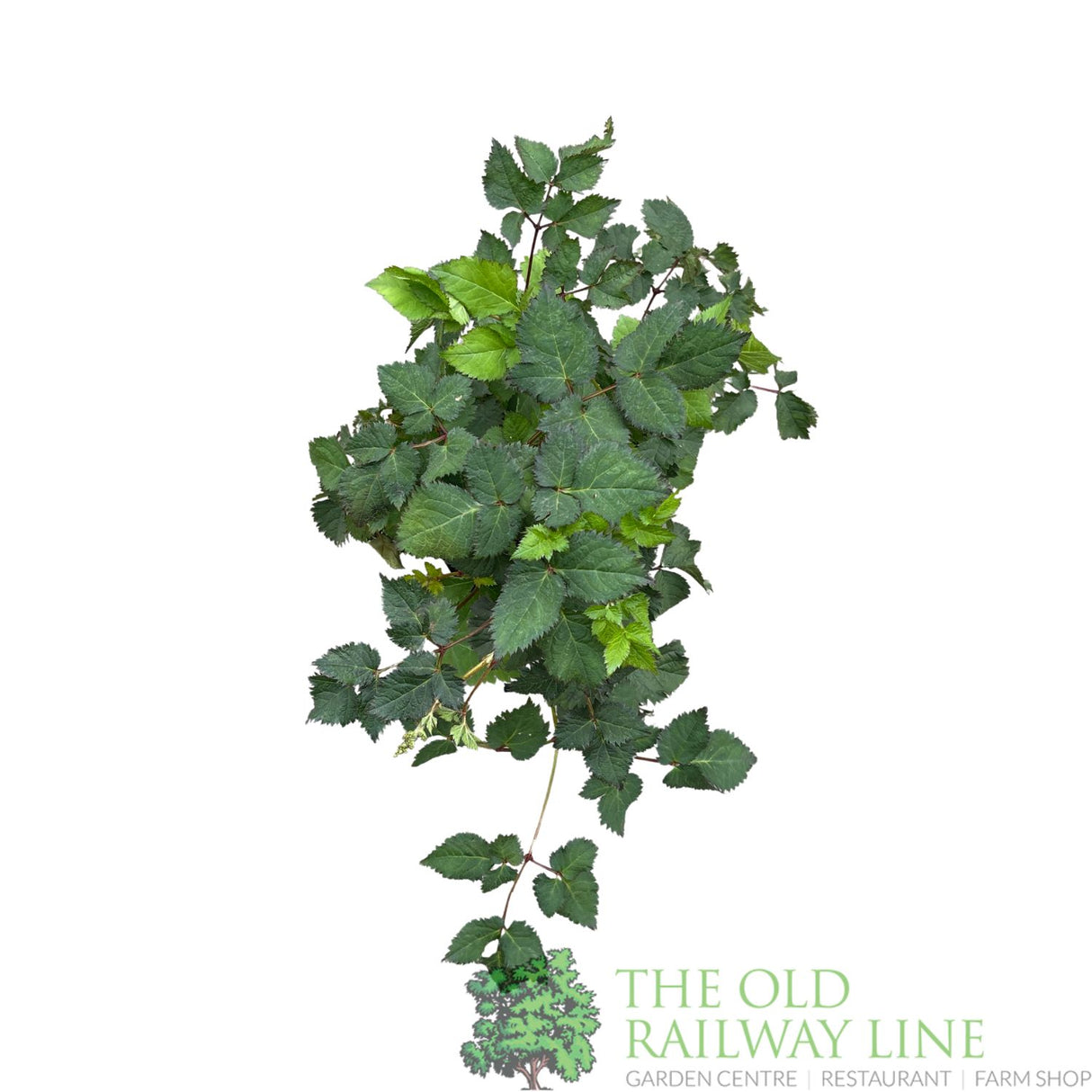 Astilbe 'To Have and To Hold' Plant - 3Ltr Pot