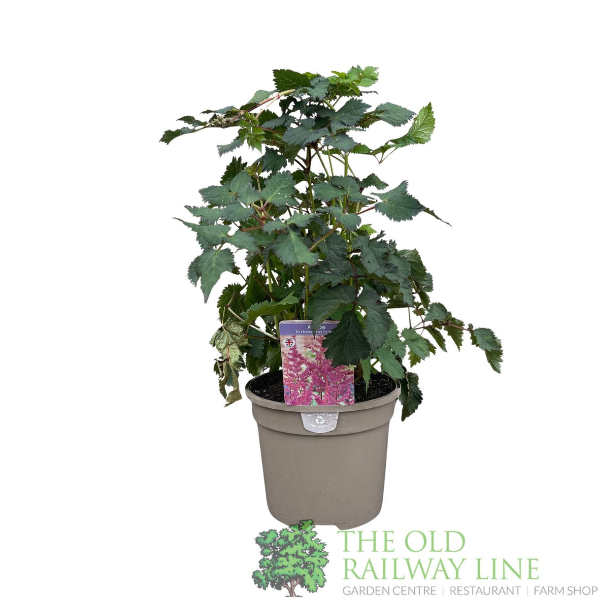 Astilbe 'To Have and To Hold' Plant - 3Ltr Pot