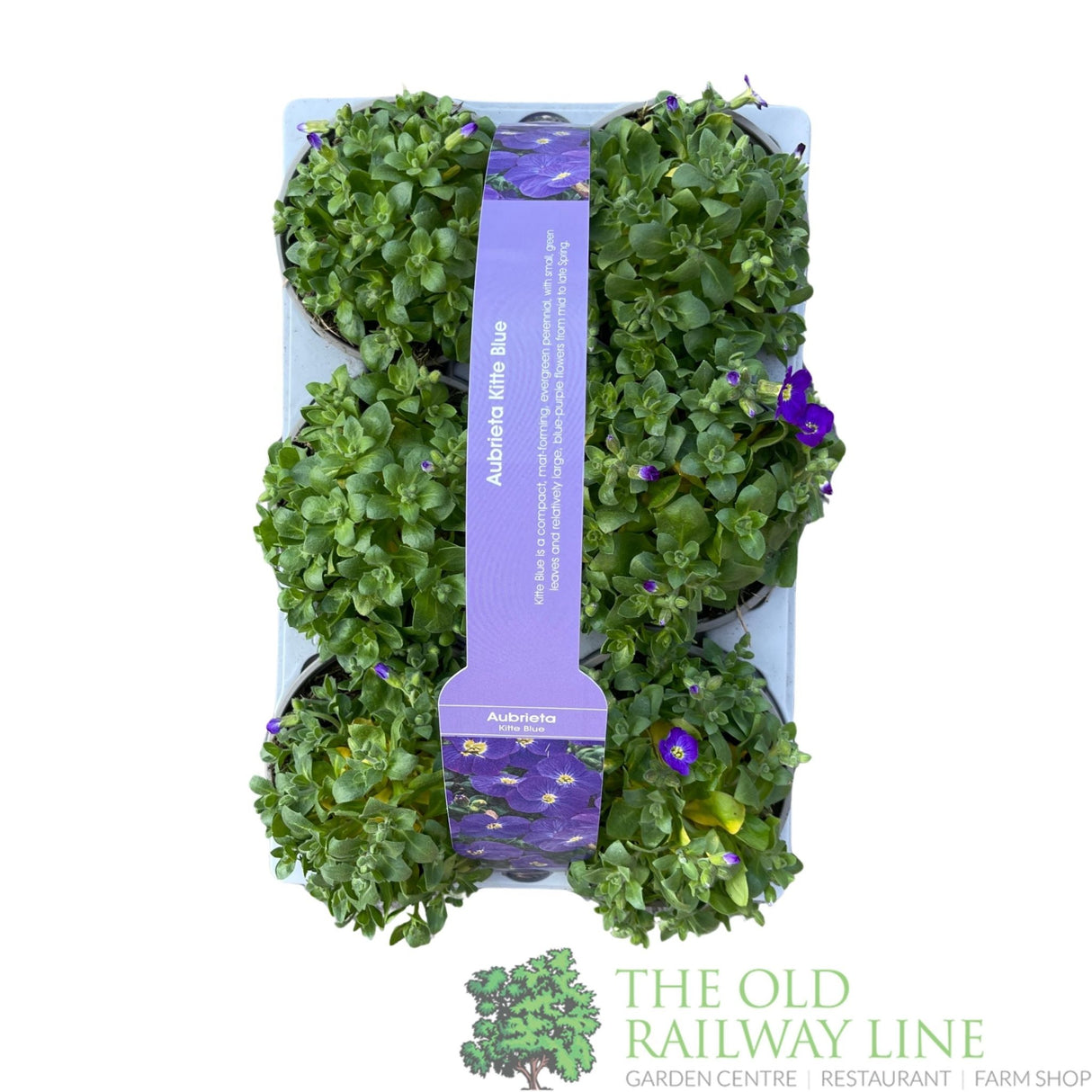 Aubrieta gracilis 'Kitte Blue' Pack of 6 Plants - Old Railway Line Garden Centre