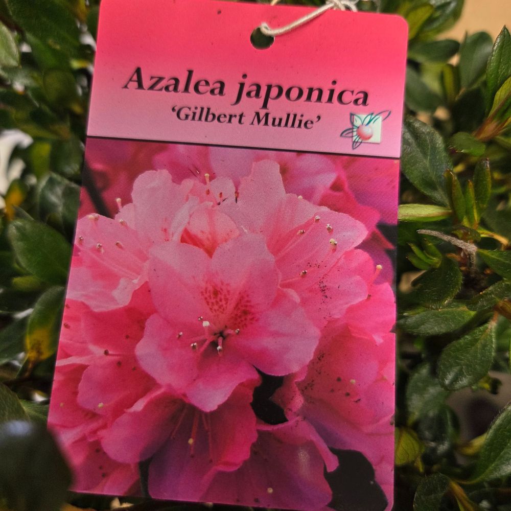 Azalea japonica 'Gilbert Mullie' Plant - 5Ltr Pot