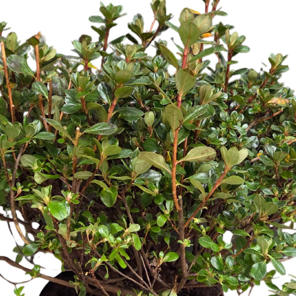 Azalea japonica 'Hino Crimson' Plant - 5Ltr Pot