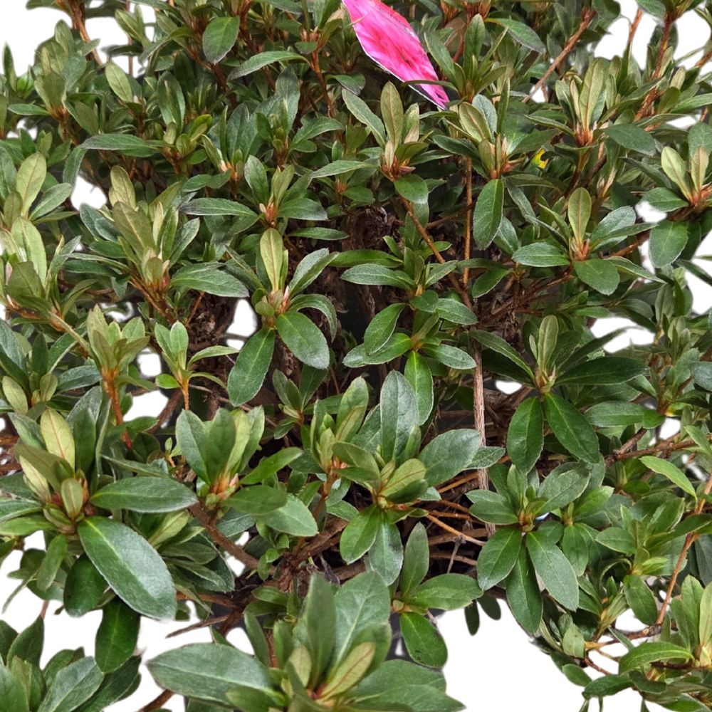 Azalea japonica 'Roza' Plant - 5Ltr Pot