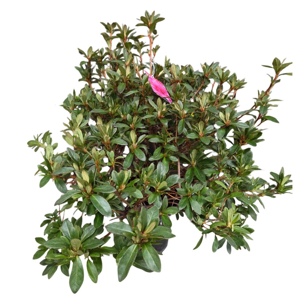 Azalea japonica 'Roza' Plant - 5Ltr Pot