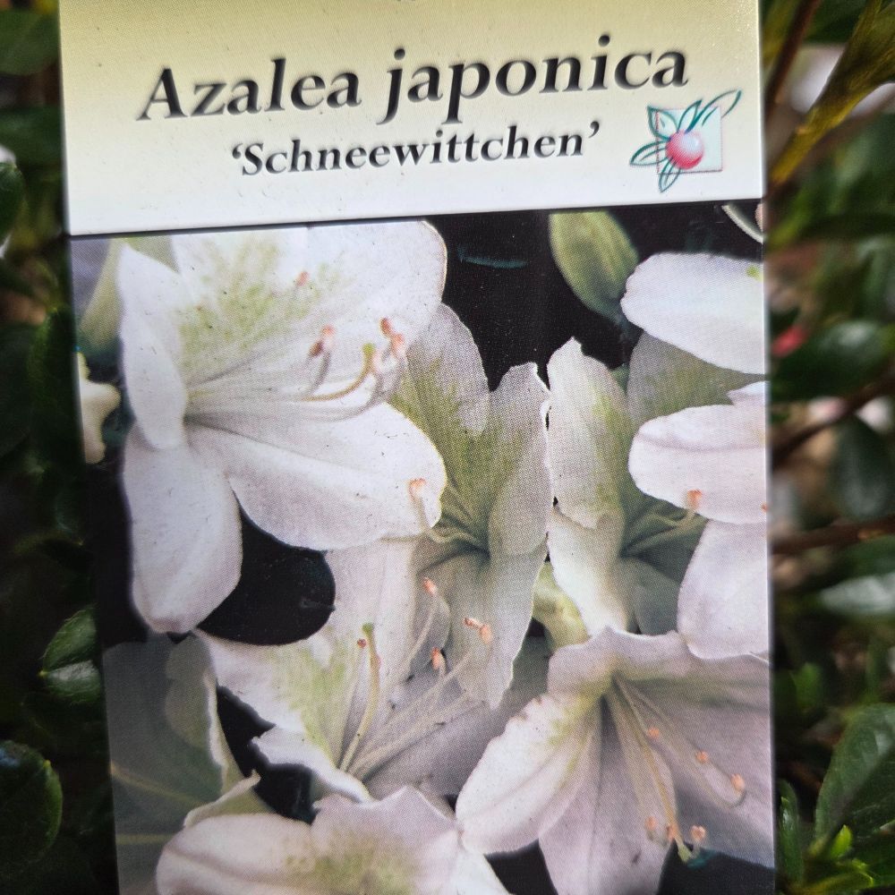 Azalea japonica 'Schneewittchen' Plant - 5Ltr Pot