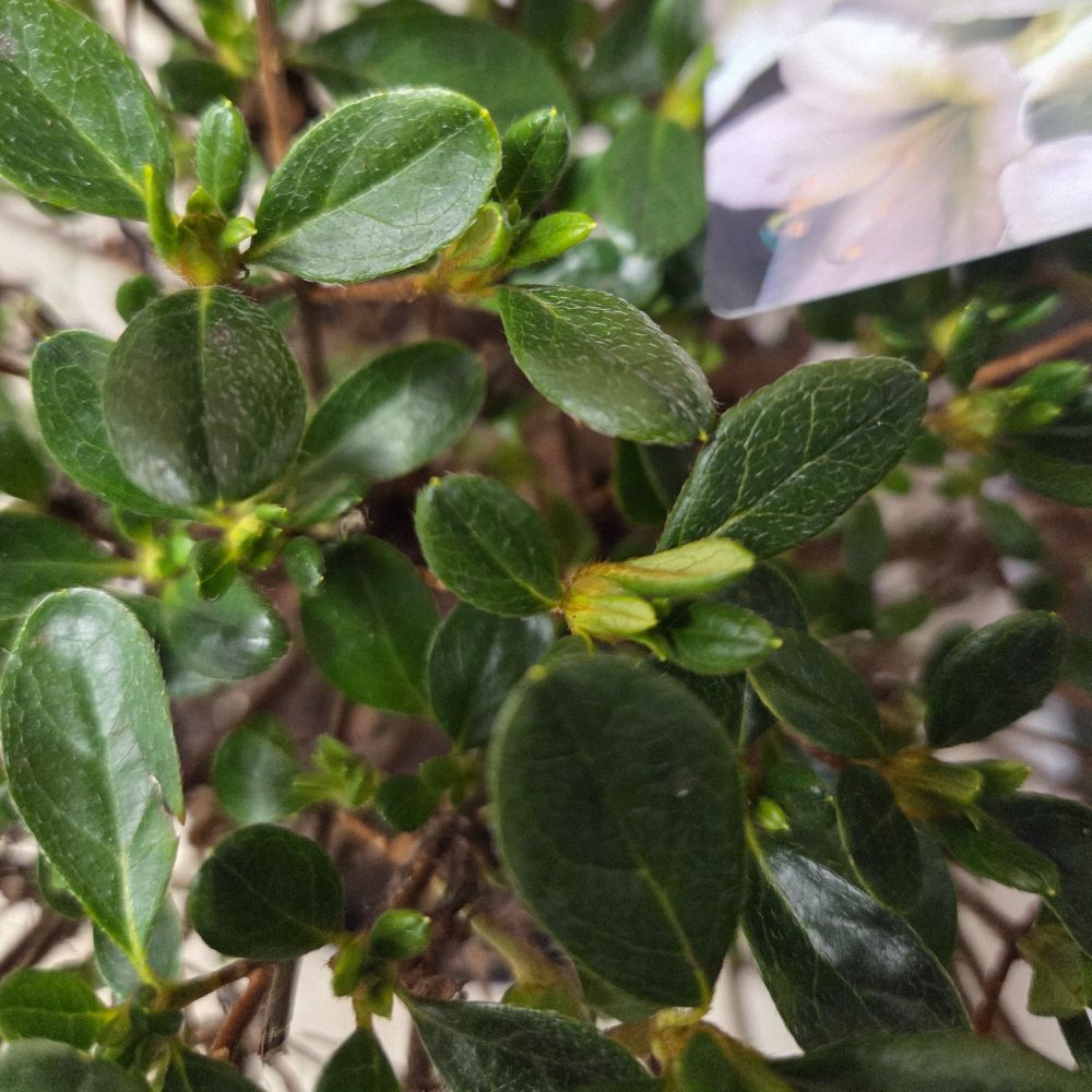 Azalea japonica 'Schneewittchen' Plant - 5Ltr Pot