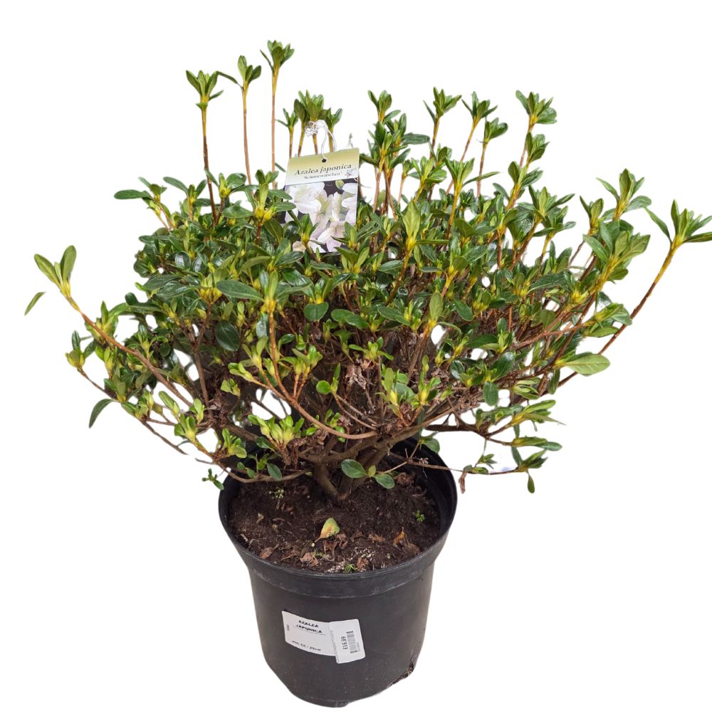 Azalea japonica 'Schneewittchen' Plant - 5Ltr Pot