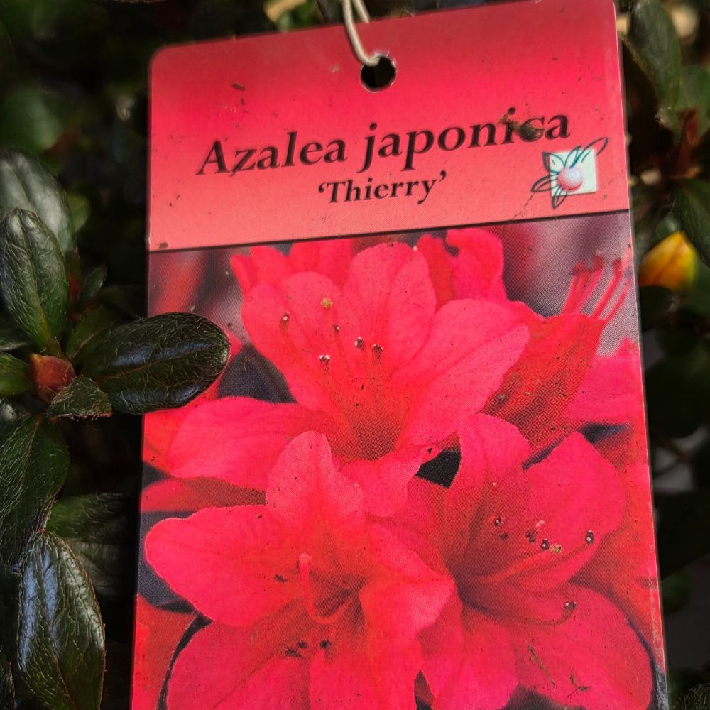 Azalea japonica 'Thierry Plant - 5Ltr Pot