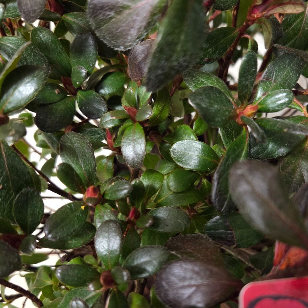 Azalea japonica 'Thierry Plant - 5Ltr Pot - Old Railway Line Garden Centre