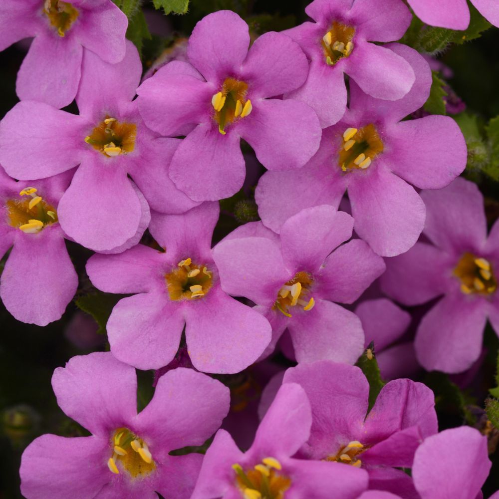 Bacopa Megacopa Pink Bedding Plug Plant