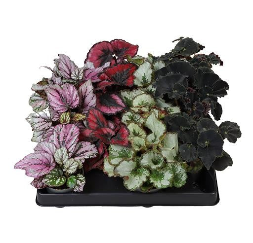 Begonia Foliage Mix Houseplant 6cm Pot