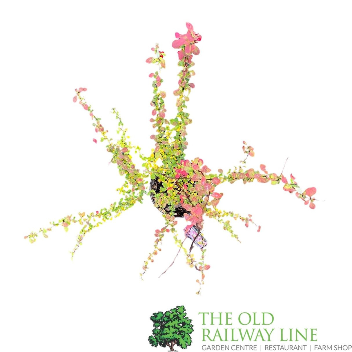 Berberis Thumbergil Golden Ring plant - 3Ltr Pot