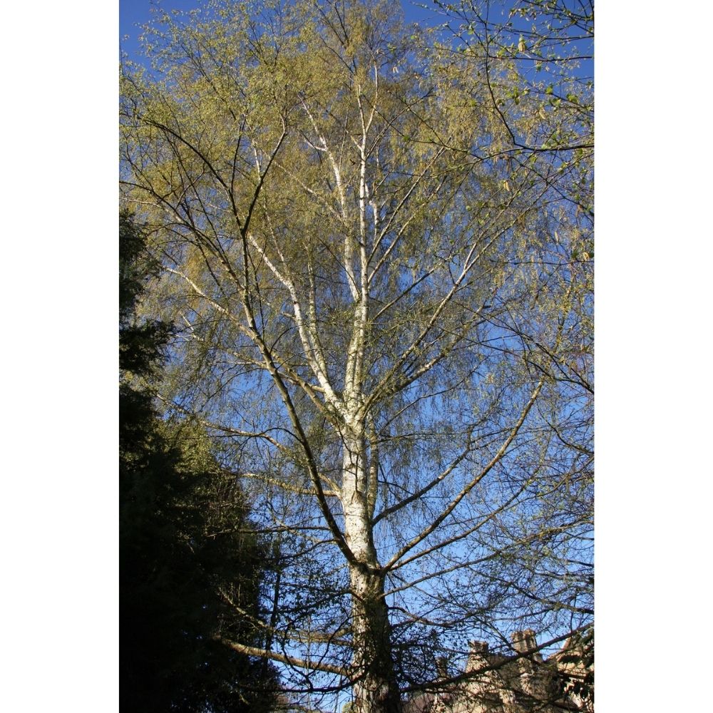 Betula alba Pendula 12Ltr Pot