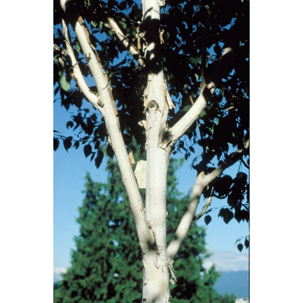 Betula Utilis 'Snow Queen' Birch Tree 12Ltr Pot