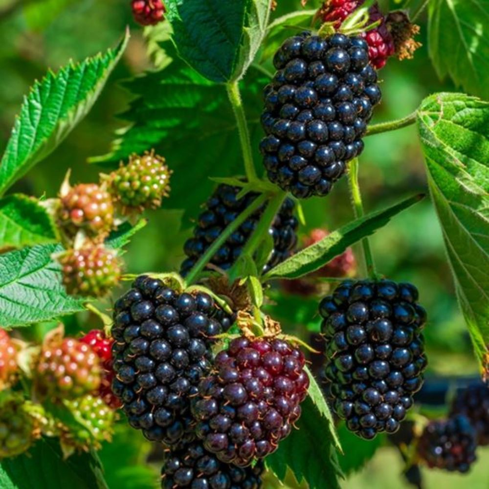 Blackberry 'Waldo' Fruit Bush - 3Ltr Pot - Old Railway Line Garden Centre