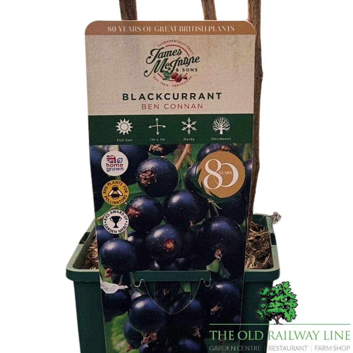 Blackcurrant 'Ben Connan' Fruit Bush 3Ltr Pot