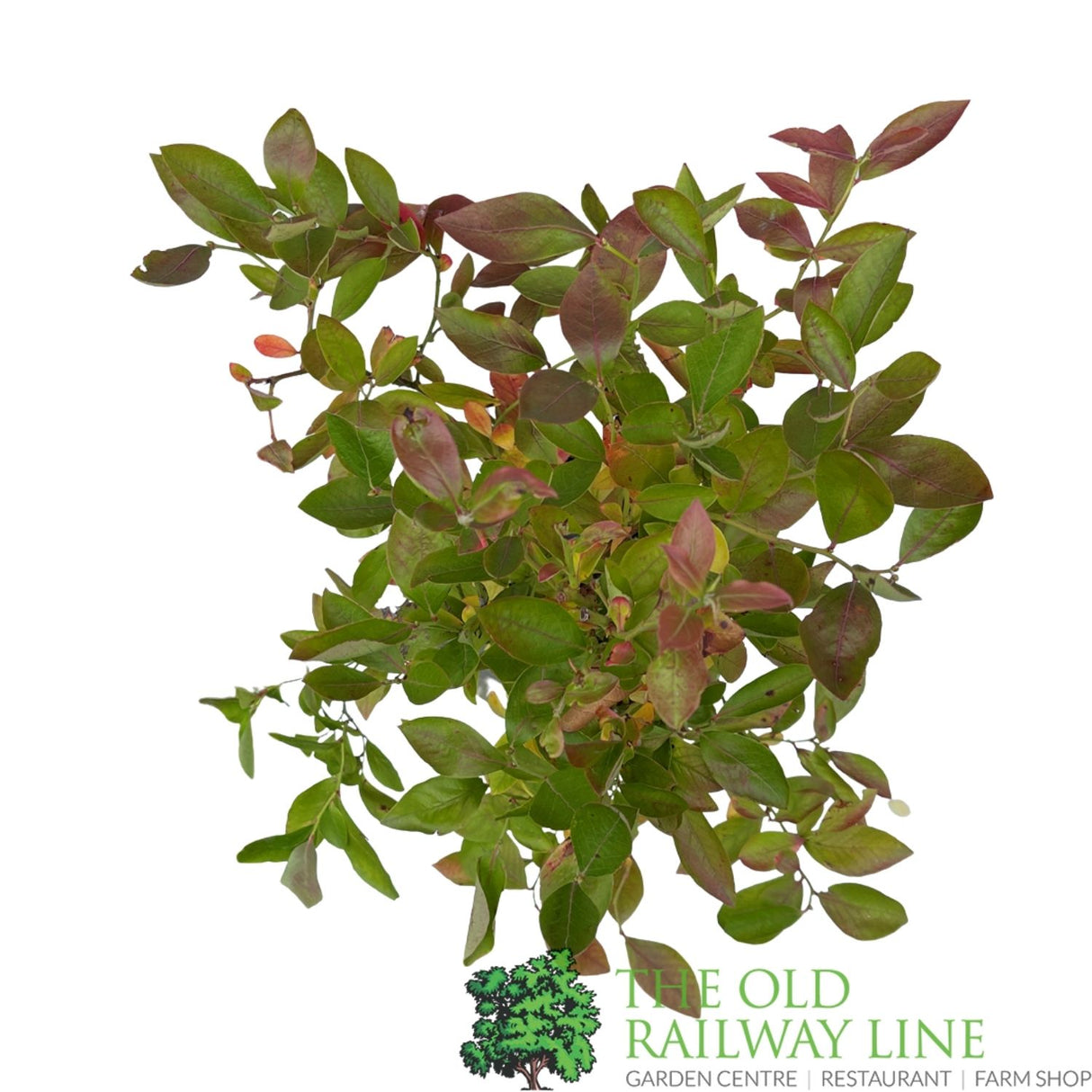 Blueberry 'Gold Traube' Fruit Bush - 3Ltr Pot
